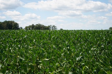 Fototapeta na wymiar Soybean field background, selective focus