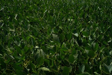Soybean field background, selective focus