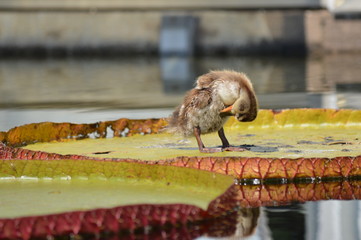 Baby duck standing on a giant lily pad