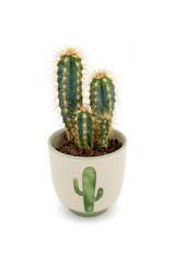 Cactus in pot isolated on white background