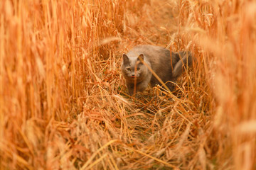 cat walks in golden wheat field and enjoy summer