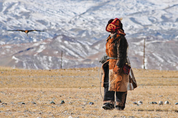 golden eagle in western mongolia flying and training to catch prey during the golden eagle festival