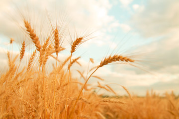 Wheat field with Ears of golden wheat. Rural Scenery under Shining Sunlight. Background of ripening ears of wheat field. Rich harvest Concept. © goldeneden