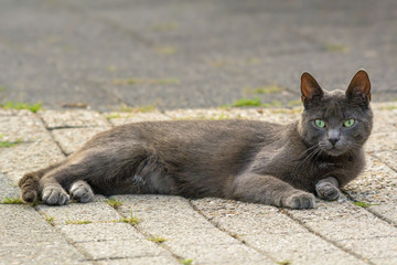 Eine graue Katze liegt auf einem Bürgersteig