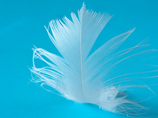 Bird Feather on white color on a light blue background