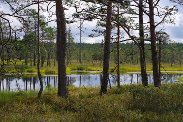 Obraz premium Sous-bois s'ouvrant sur une tourbière