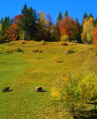 A mountain pasture