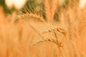 Obraz premium Wheat field with Ears of golden wheat. Rural Scenery under Shining Sunlight. Background of ripening ears of wheat field. Rich harvest Concept.