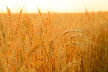 Wheat field with Ears of golden wheat. Rural Scenery under Shining Sunlight. Background of ripening ears of wheat field. Rich harvest Concept.