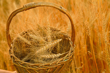 wooden basket with wheat in the golden field with nobody