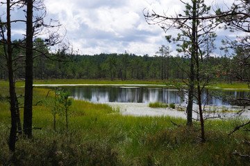 Obraz premium Tourbière estonienne du parc Lahemaa