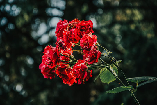 Rose bouquet, slightly withered, with a nature background