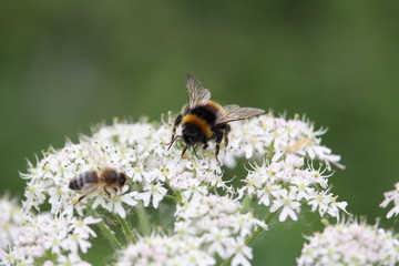 bee on flower