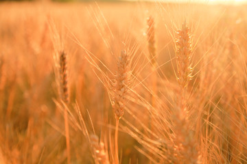 Wheat field with Ears of golden wheat. Rural Scenery under Shining Sunlight. Background of ripening ears of wheat field. Rich harvest Concept.