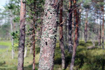 Tronc recouvert de mousse