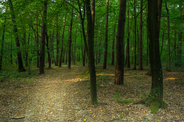 Obraz premium Path through a dark deciduous forest