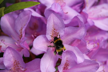 bee on flower