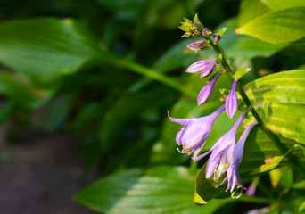 Hosta flowers in summer garden. Blooming Hosta Lancifolia on natural green leaves background with copy space.Ornamental gardening concept.Selective focus.