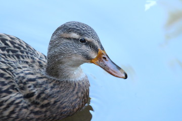 female mallard duck