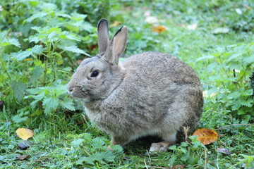 rabbit in the grass