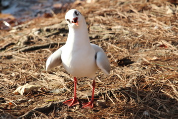 seagull on the beach