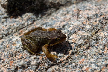 Common frog over a stone