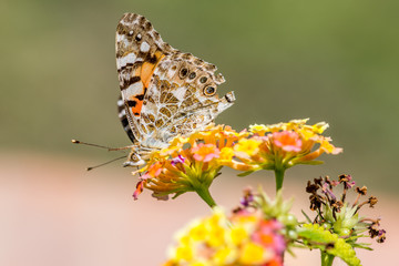 butterfly on a flower
