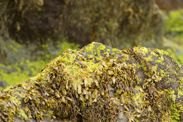 Seaweed growing on a boulder