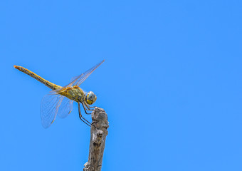 dragonfly on blue background
