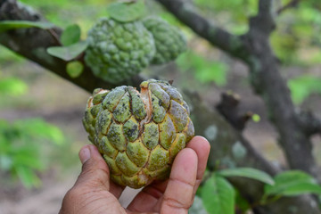 custard apple, custard apple from Thailand country