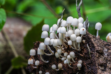 Beautiful closeup of forest mushrooms. Group of beautiful mushrooms in the rain forest