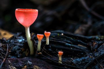 Orange mushroom or Champagne mushroom in rain forest, Thailand. Selective Focus..