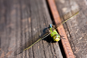 dragonfly on wood