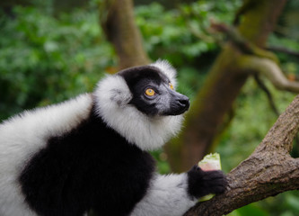 ring tailed lemur in Singapore