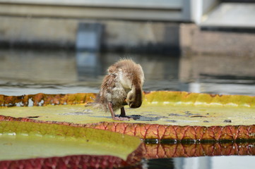 Baby duck standing on a giant lily pad