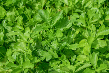 Celery, Celery from Thailand country