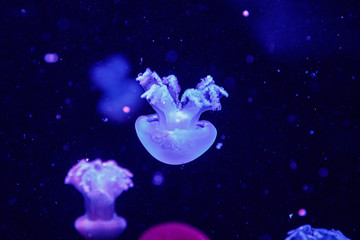 Obraz na płótnie Canvas macro of a beautiful jellyfish catostylus mosaicus