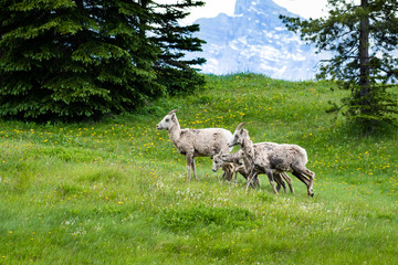 Bighorn Sheep (Ovis canadensis) in the grass next to the road in the Canadian Rockies, Banff National Park, Alberta, Canada