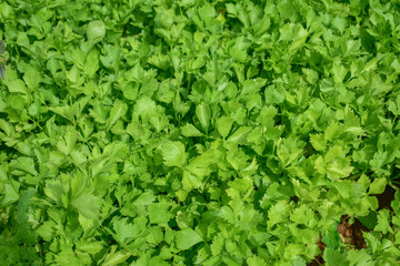 Celery, Celery from Thailand country