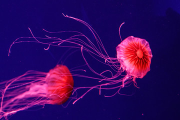 macro of a beautiful jellyfish chrysaora pacifica - obrazy, fototapety, plakaty