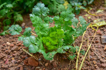 Coriander Thailand, Coriander from Thailand country