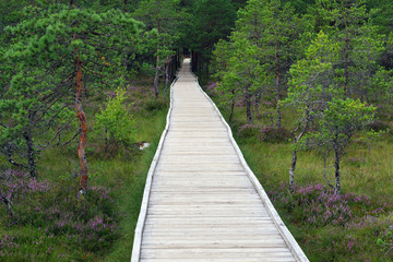 Fototapeta premium Passerelle traversant la tourbière - 2