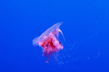 Fototapeta premium macro of a beautiful jellyfish cyanea capillata
