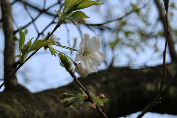 桜の花　