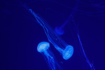 macro of a beautiful jellyfish chrysaora quinquecirrha