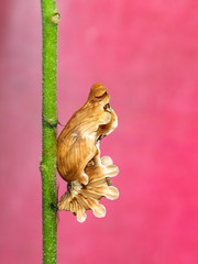 Image of Pupa brown of butterfly on a pink background., Insect. Animal.