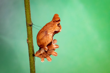 Obraz premium Image of Pupa brown of butterfly on a green background., Insect. Animal.