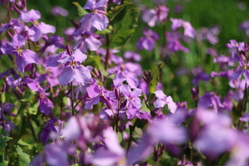 紫色の花を咲かすオオアラセイトウ