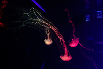 macro of a beautiful jellyfish chrysaora quinquecirrha