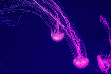 macro of a beautiful jellyfish chrysaora quinquecirrha